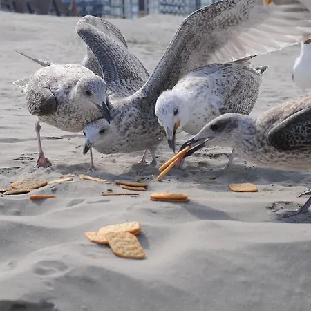 Lejlighed 6de Hemel - 6eme Ciel - 6th Heaven *