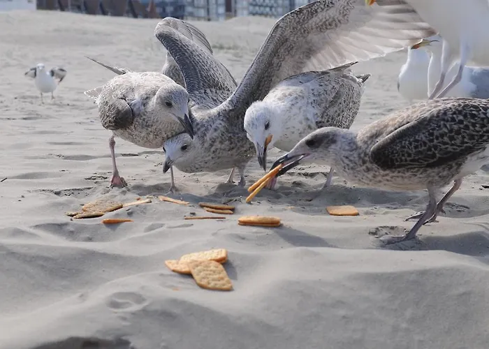 Apartment 6de Hemel - 6eme Ciel - 6th Heaven *